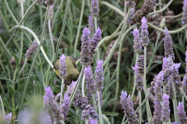 Goldfinch Perched Among Blooming Lavender Stalks
