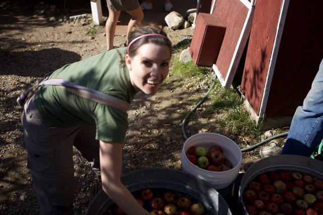 Joyful Woman Harvesting Apples at Autumn Farm