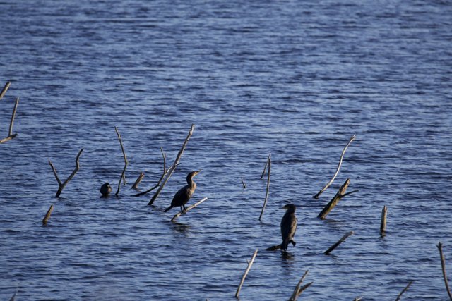 The Cormorant Convention at Lake Merced