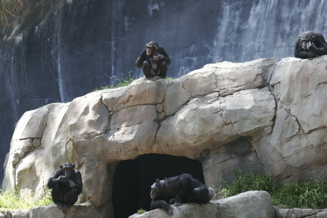Chimp Social Hour at the Waterfall