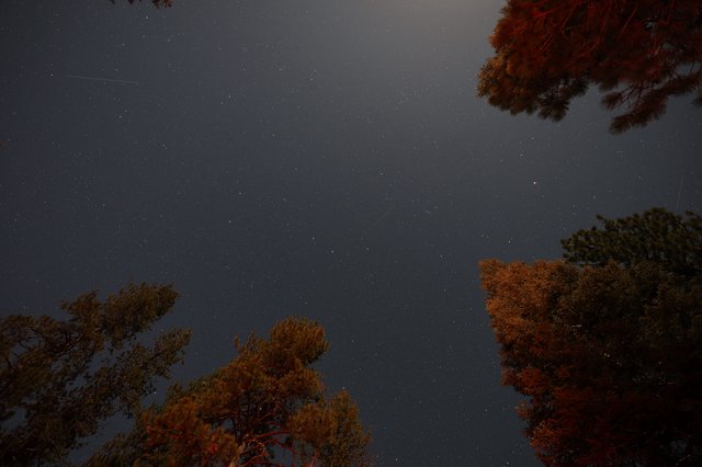 Starlit Sky Over Pines at Mount Lassen