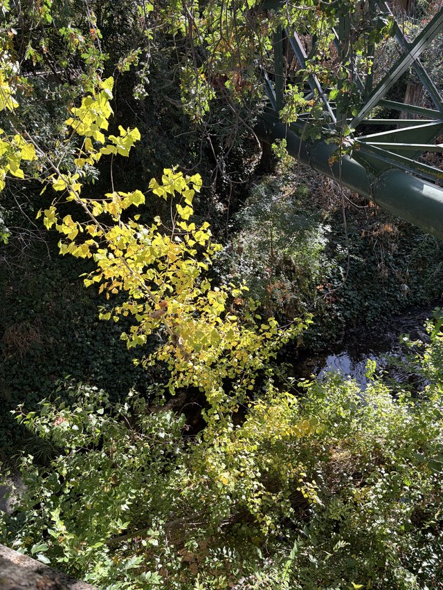 Aerial View of Creek Through Desert Vegetation Canopy