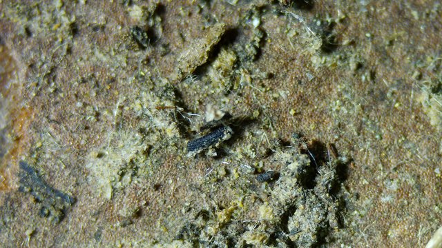 Tiny Springtails Navigating a Microscopic World