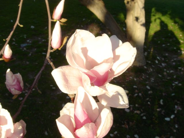 Pink and White Blossom