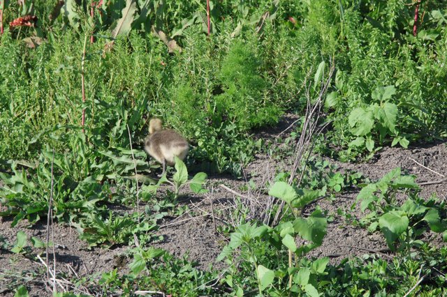 Young Bird Foraging in Community Garden Soil