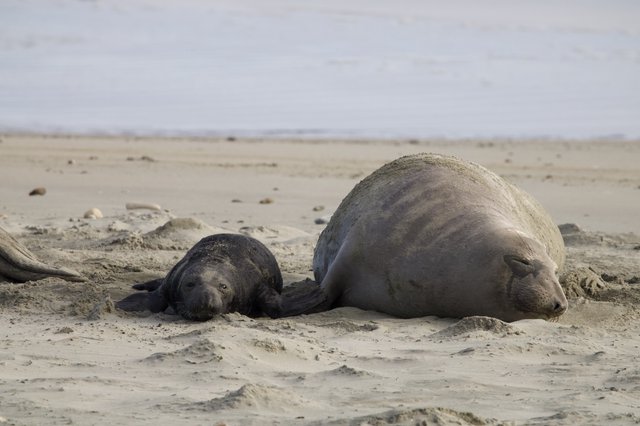 Elephant Seal Mother and Newborn Pup Resting on Beach