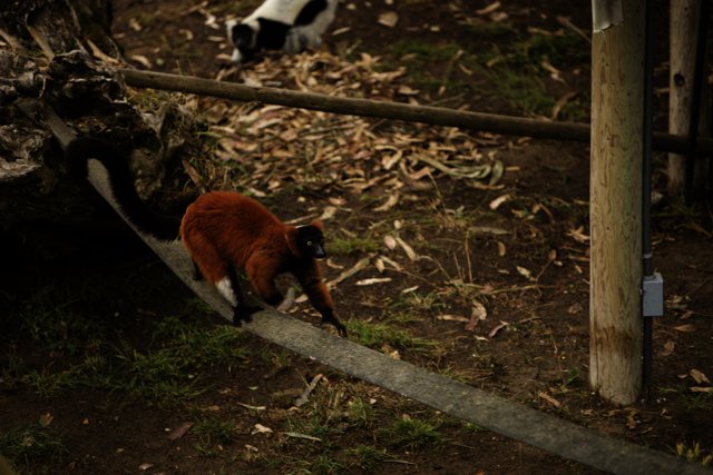 The Tightrope Walker of SF Zoo
