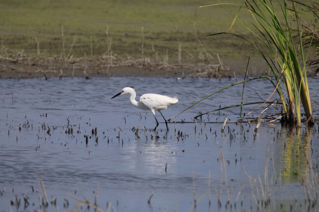 Little Egret Foraging in Shallow Wetland Waters