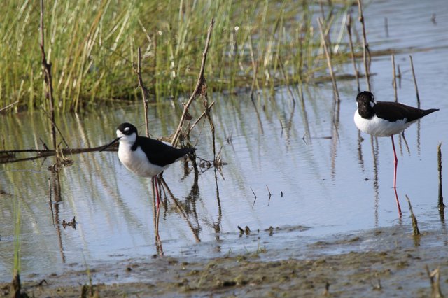 Black-necked Stilts Wading in Wetland Shallows