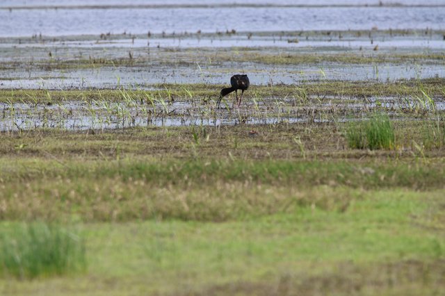 White-faced Ibis Foraging in Flooded Wetland Grassland
