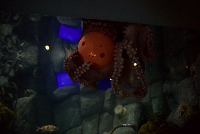 The Enchanting Octopus at Monterey Bay