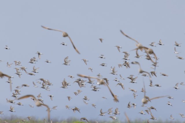 Aerial Symphony