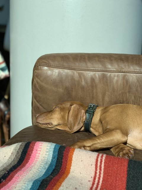Cozy Canine on the Couch