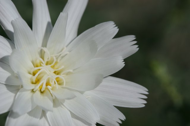 White Daisy with a Yellow Center