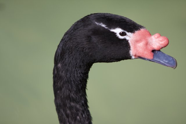 Pink-Nosed Black Swan