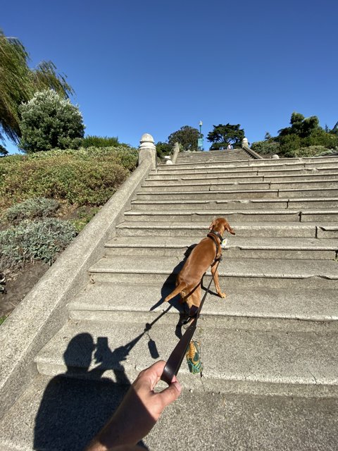 A Canine Climbing Stairs