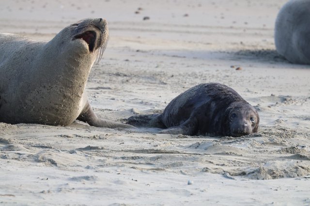 Adult Elephant Seal Vocalizing Next to Resting Pup