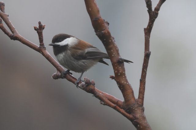 Chestnut-Backed Chickadee Perched on Winter Branch