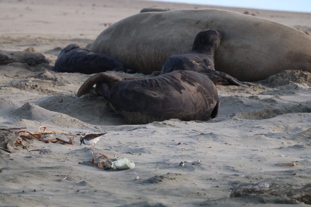 Shorebird Among Resting Elephant Seals on Sandy Beach