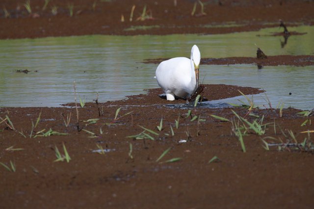 Great Egret Foraging in Flooded Agricultural Field