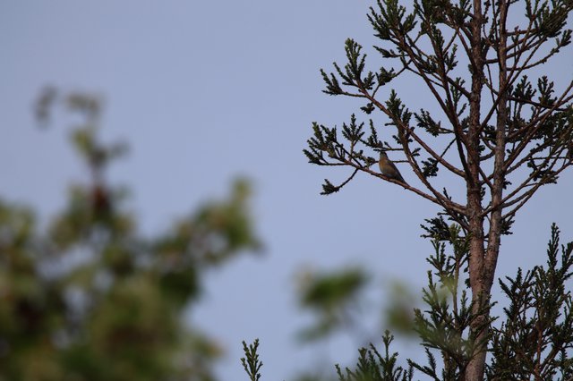 Small Bird Perched on Sparse Conifer Branch at Dusk