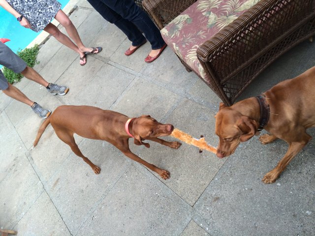 Two Dogs Having Fun with a Carrot