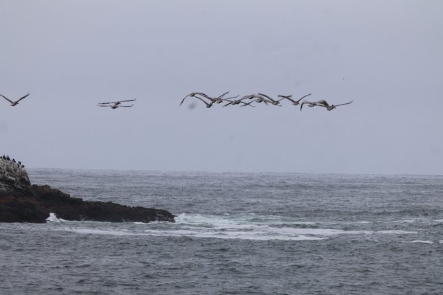 Pelicans in Formation Over Pacific Coastal Waters