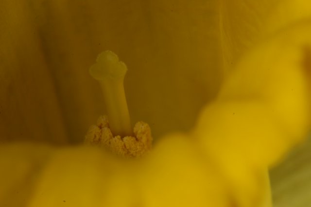 The Yellow Flower's Inner Beauty