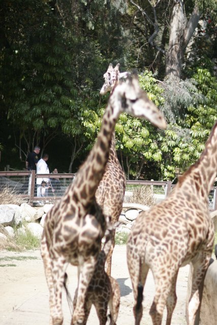 Grazing Giraffes at the Zoo