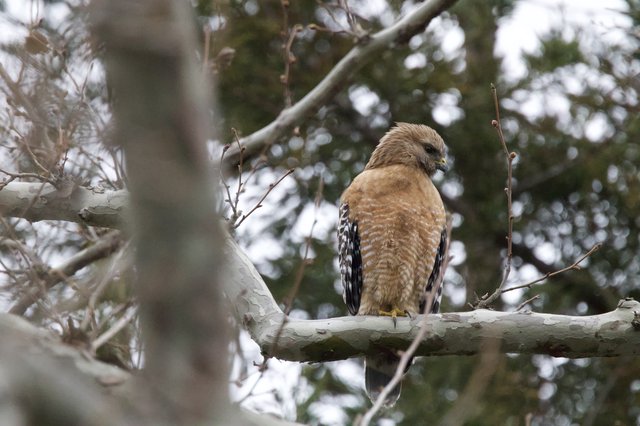 Red-Shouldered Hawk Perched on Winter Branch