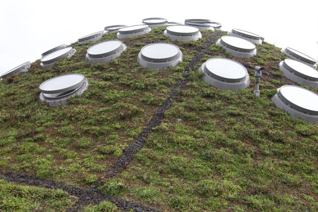 Green Roof Building with Large Windows