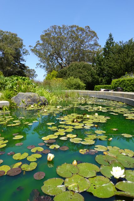 Tranquil Water Lily Pond