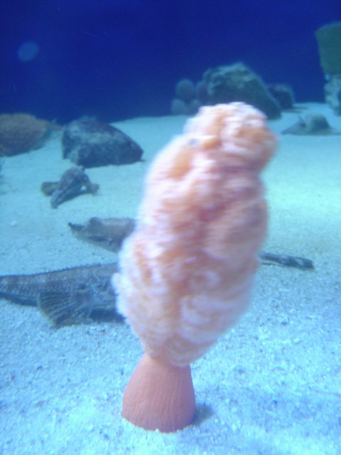 Giant Orange Sponge in Aquarium
