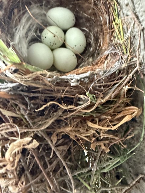 Nature's Cradle: A New Beginning