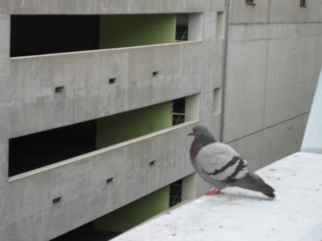 Pigeon's Ledge