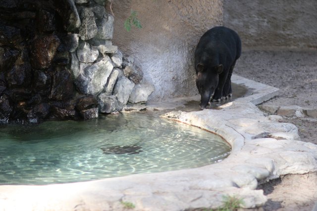 Black Bear by the Pond