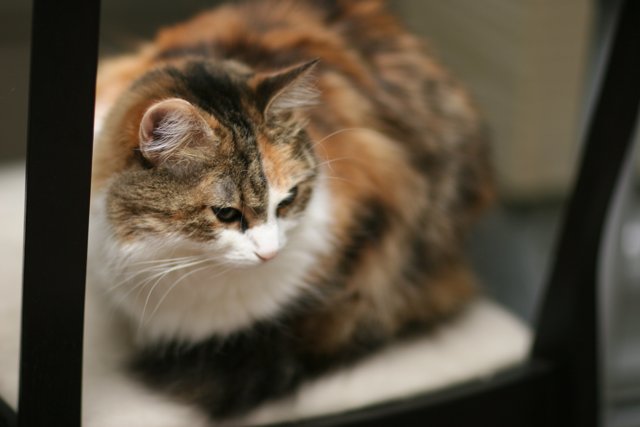 Calico Cat Relaxing on a Chair