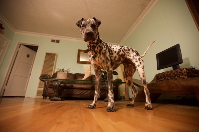 The Regal Dalmatian