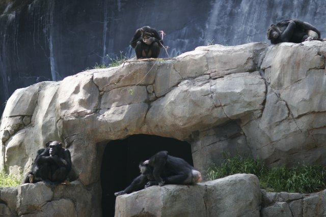 Chimps Chilling on the Rocks