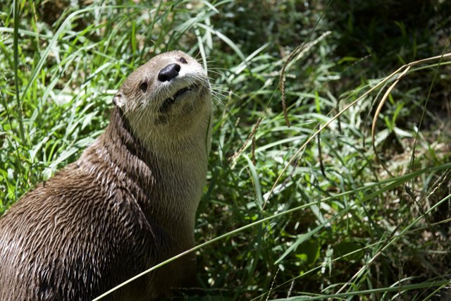 Curious Otter in the Wild