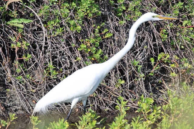 Great Egret Hunting in Mangrove Wetlands