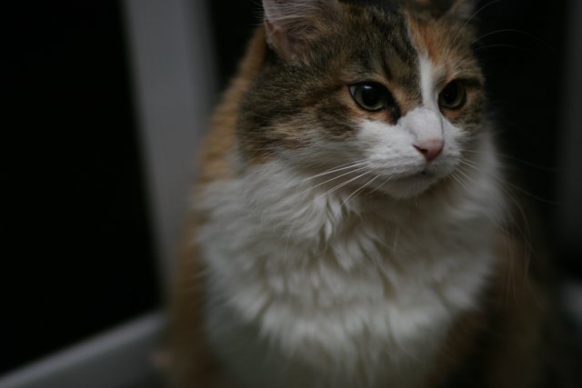 Mysterious Calico in the Dark