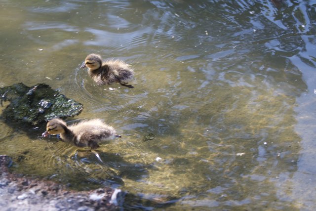 Playful Ducklings in a Serene Pond