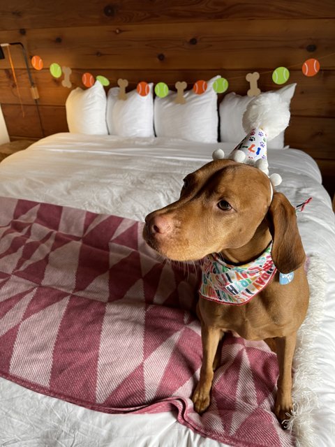 Birthday Pup on a Cozy Bed