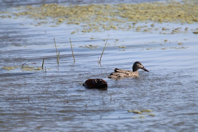 Northern Shoveler Ducks Swimming in Shallow Wetland