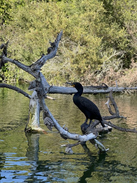 Cormorant resting in Stow Lake