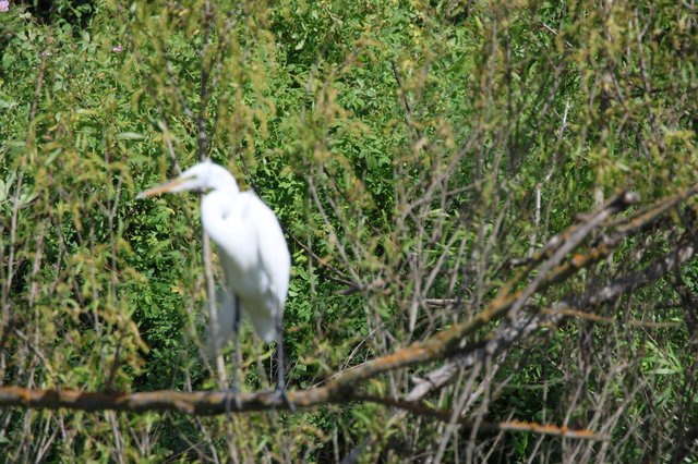 Great Egret Camouflaged in Dense Wetland Vegetation