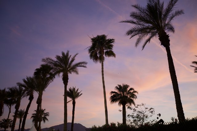 Silhouetted Palm Trees at Sunset