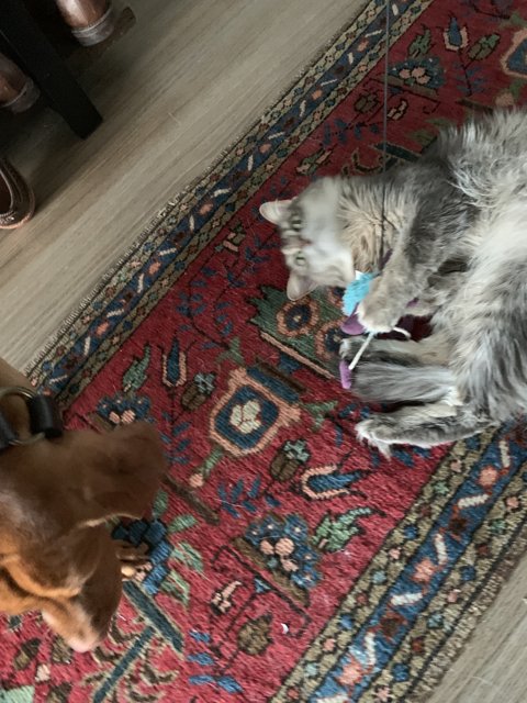 Furry Friends on a Wood Floor
