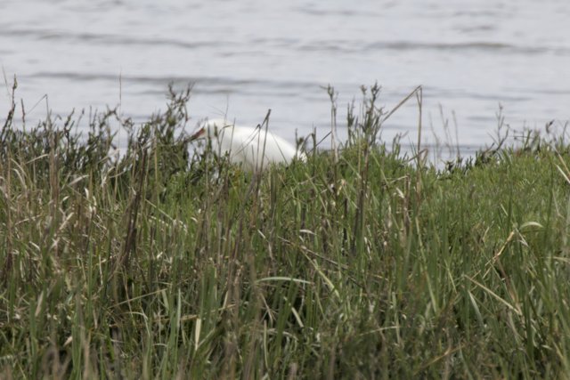 Graceful Guardian of the Marsh